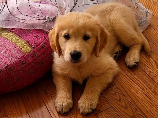 Membre de l'équipe du Luxe Canin