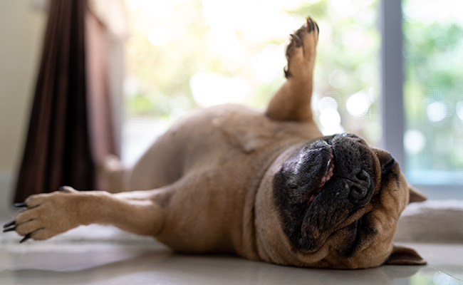 Chien endormi au Luxe Canin